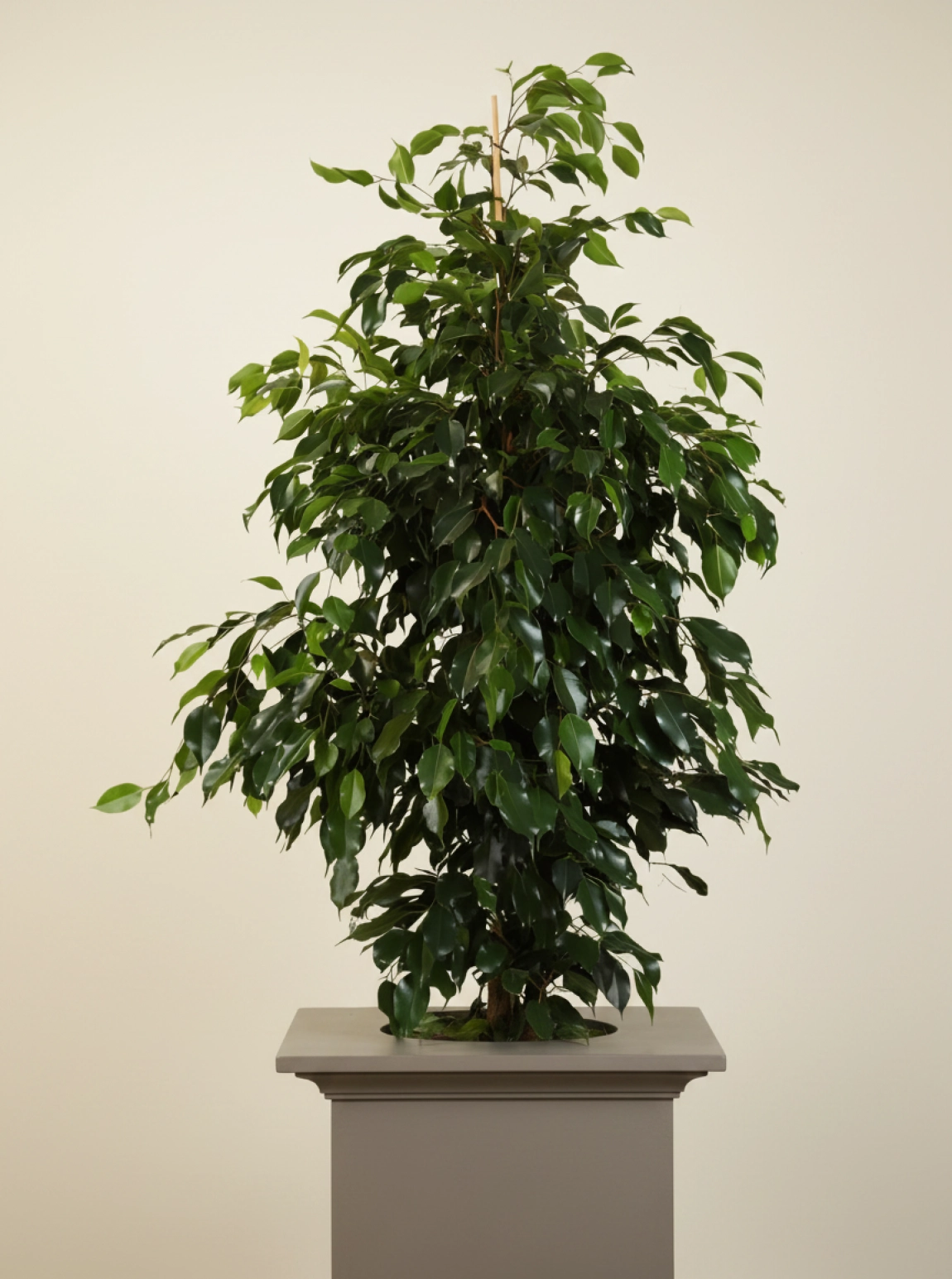 Büyük Boy Ficus Benjamin