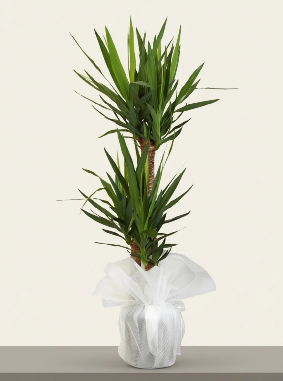 3'lü Yucca Çiçeği