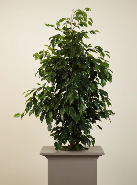 Büyük Boy Ficus Benjamin